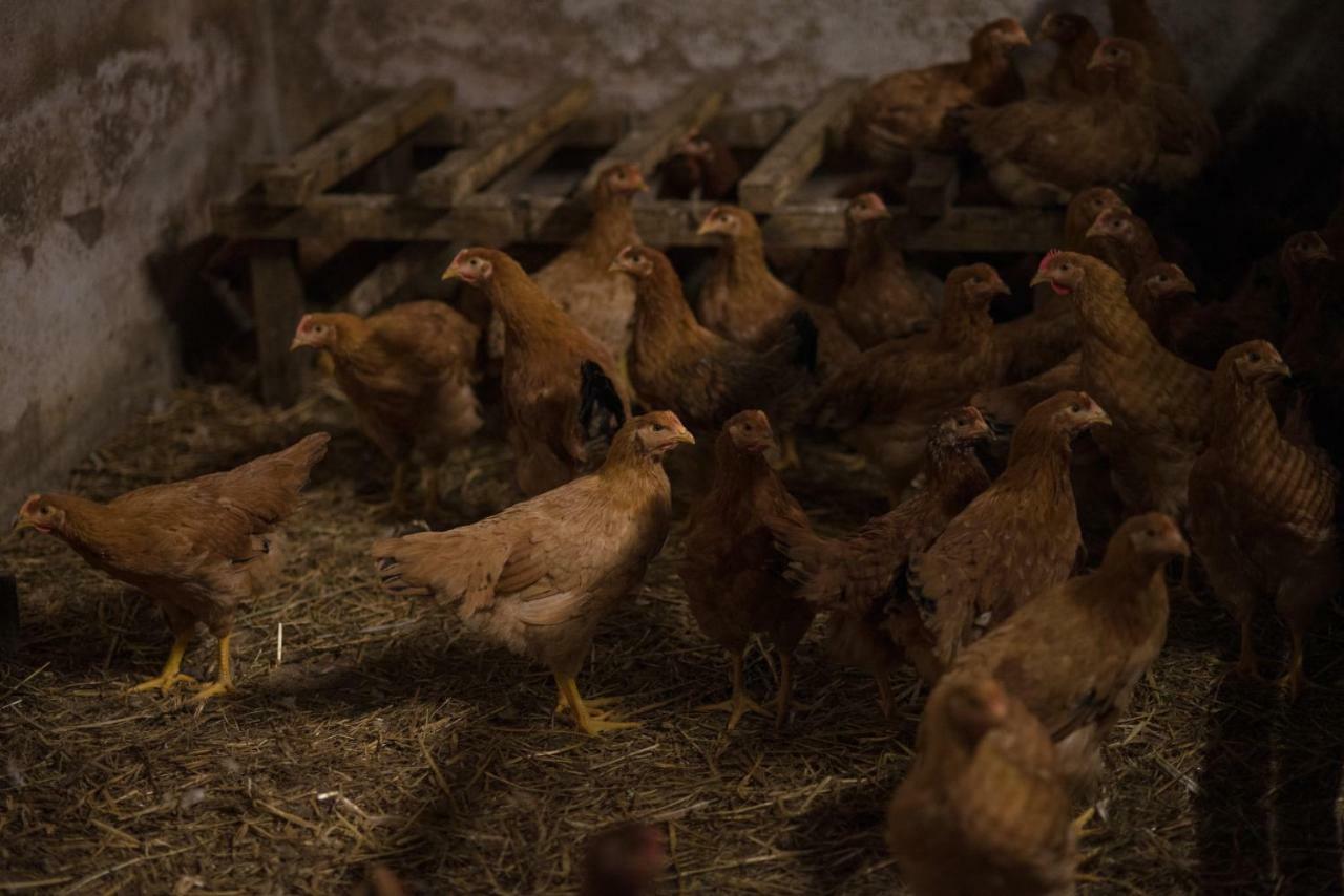 Il Dosso Agriturismo Codigoro Bagian luar foto
