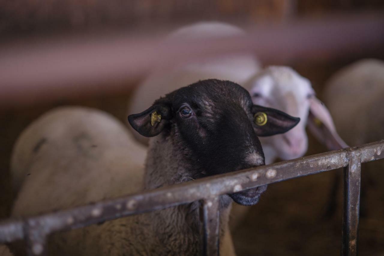 Il Dosso Agriturismo Codigoro Bagian luar foto